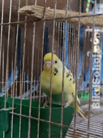 Budgerigar bird 1 pair